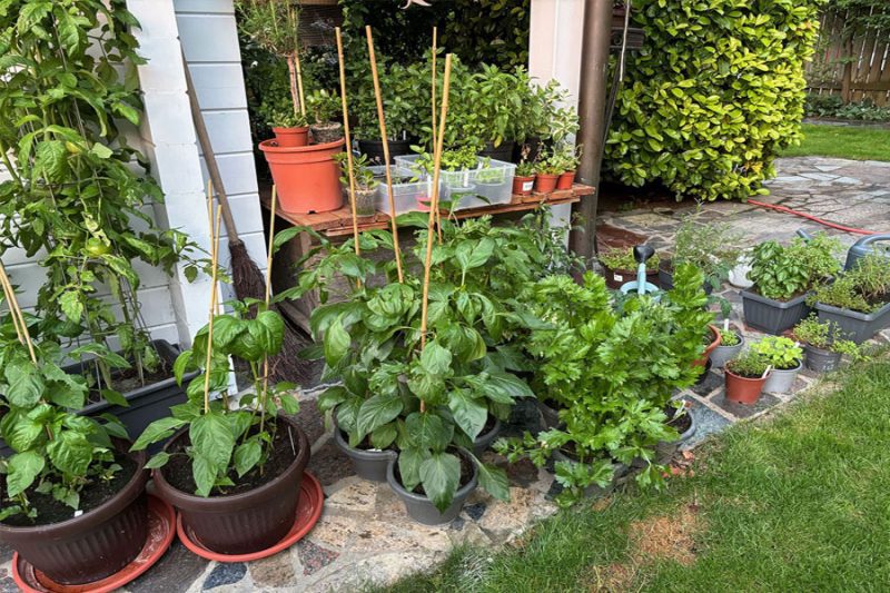 Green defender gnojila